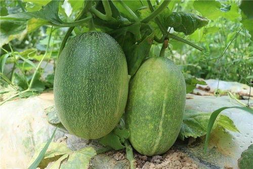 哈密瓜在哪里可以免费吃,寻味之旅,尽享甜蜜时光 第1张 哈密瓜在哪里可以免费吃,寻味之旅,尽享甜蜜时光 第1张