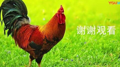 大公鸡视频在线观看 第1张 大公鸡视频在线观看 第1张